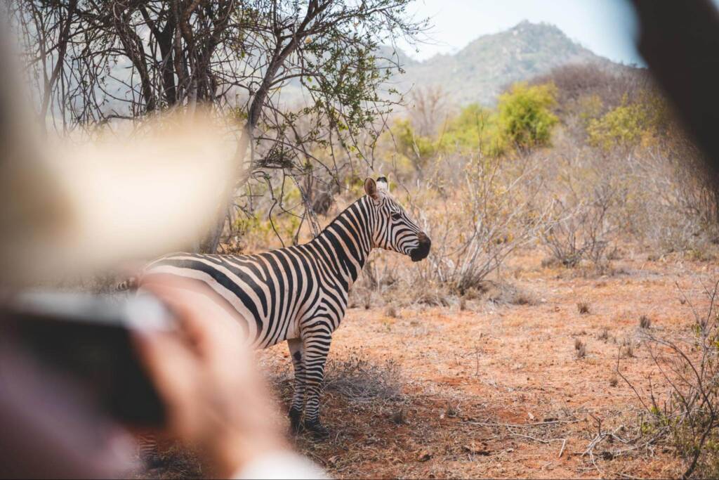 A zebra stands amid scrubby brush on an arid plain; in the extreme foreground, out of focus, a person points a camera toward the zebra.